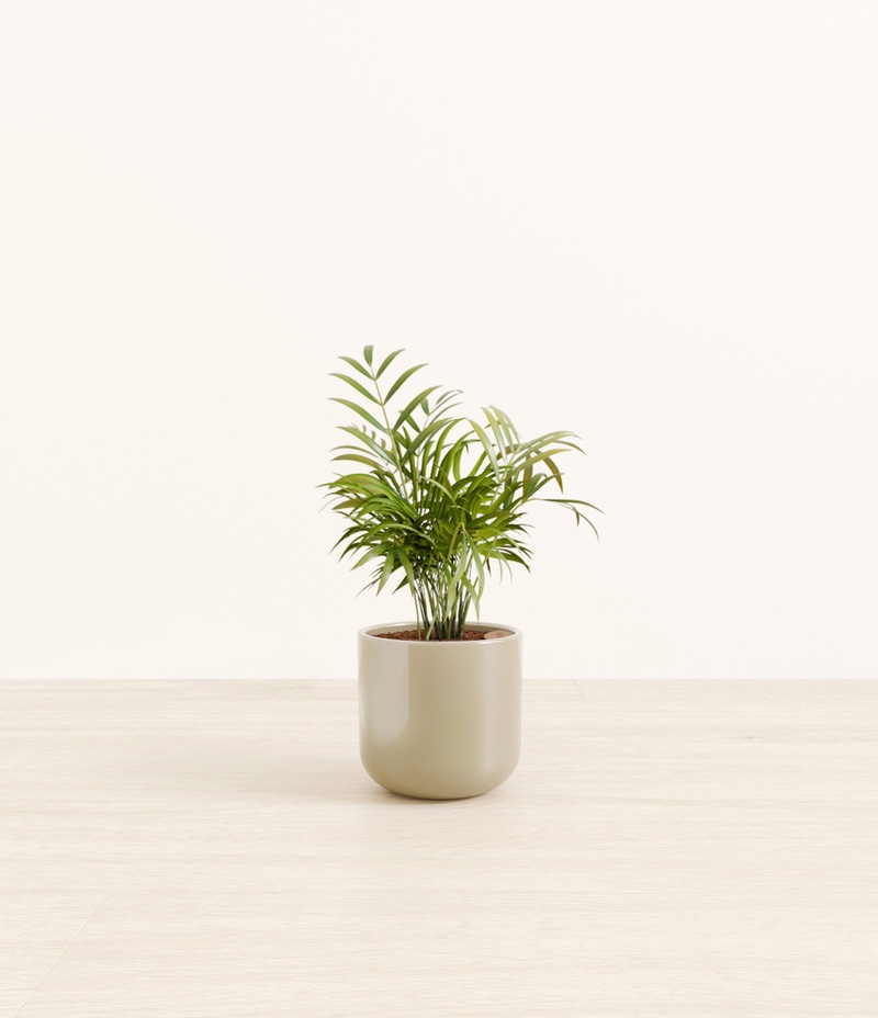 Small Parlor Palm in Self Watering Ceramic Potter
