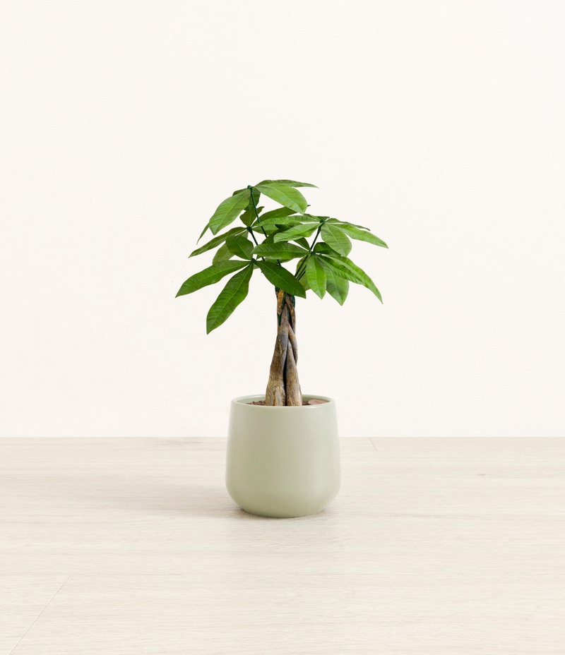 Small Money Tree in Self Watering Ceramic Potter