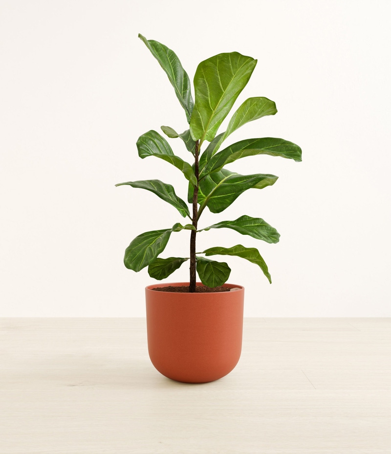 Large Fiddle Leaf Fig in Self Watering Ceramic Potter