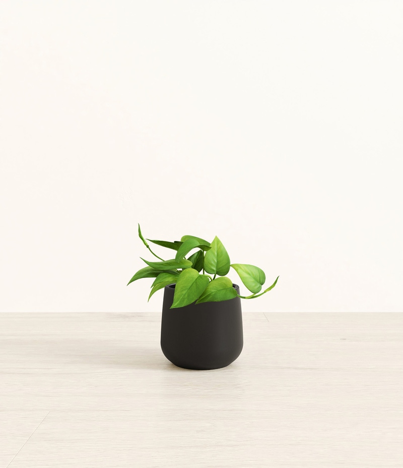 Small Jade Pothos in Self Watering Ceramic Potter