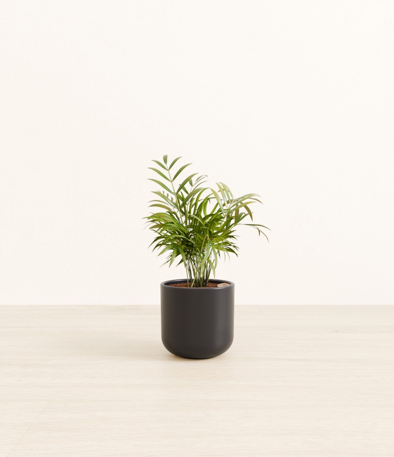 Small Parlor Palm in Self Watering Ceramic Potter