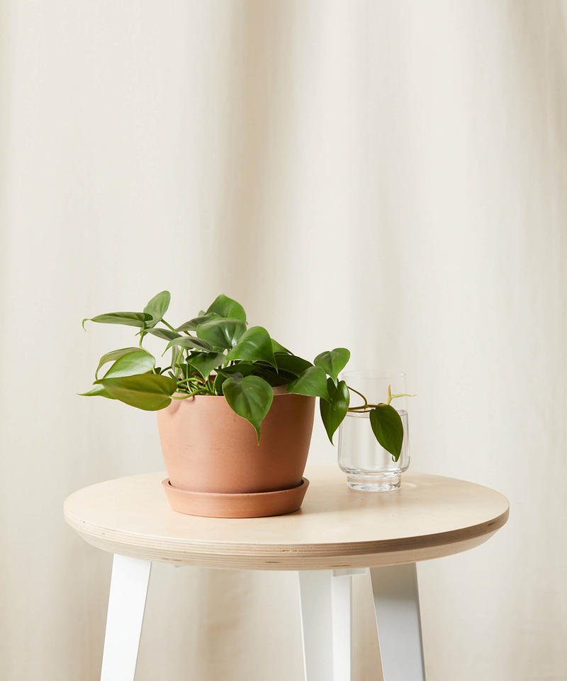 Philodendron Heartleaf