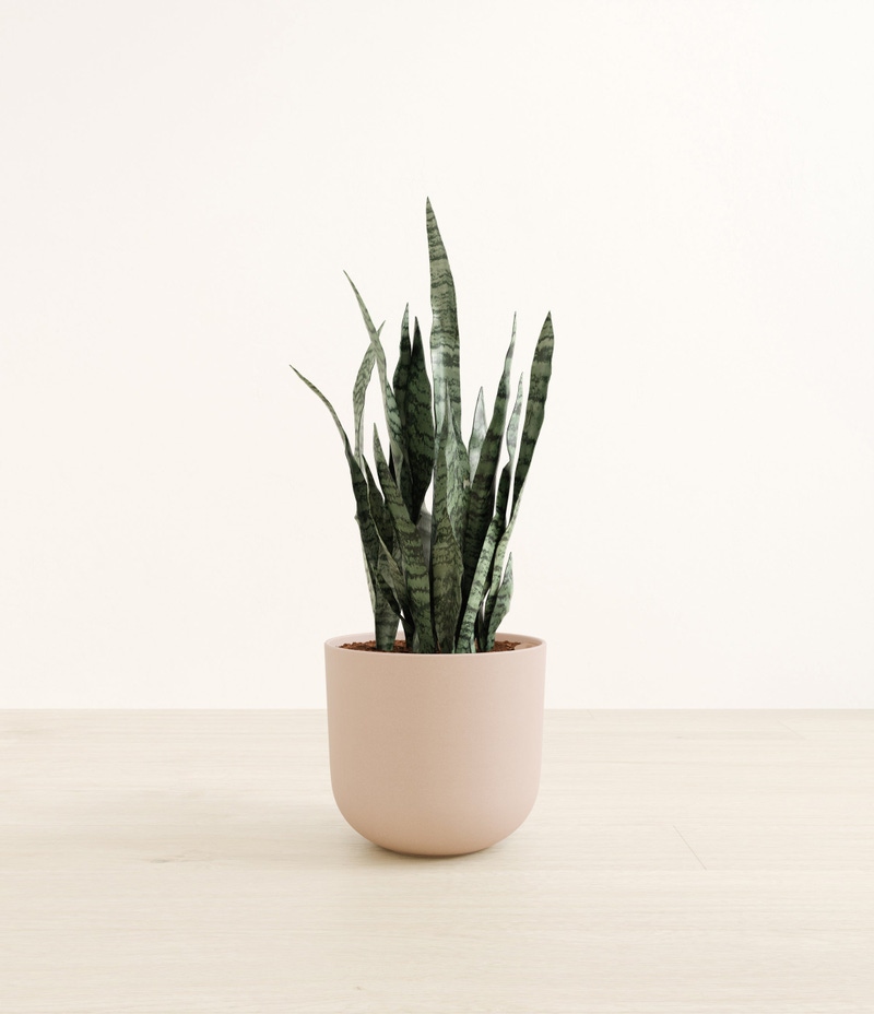 Large Snake Plant in Self Watering Ceramic Potter