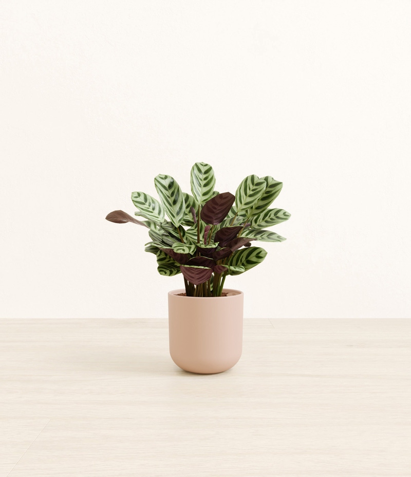 Small Marxii Calathea in Self Watering Potter