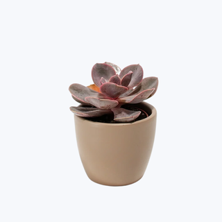 Pastel Brown