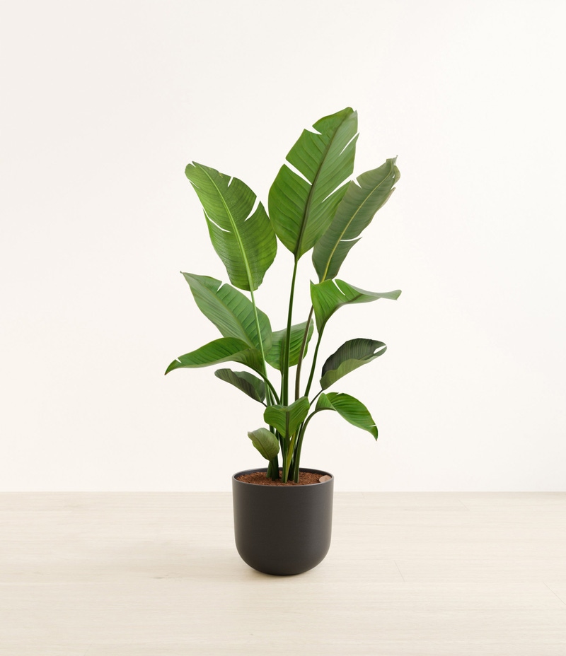 Huge Bird of Paradise in Self Watering Ceramic Potter