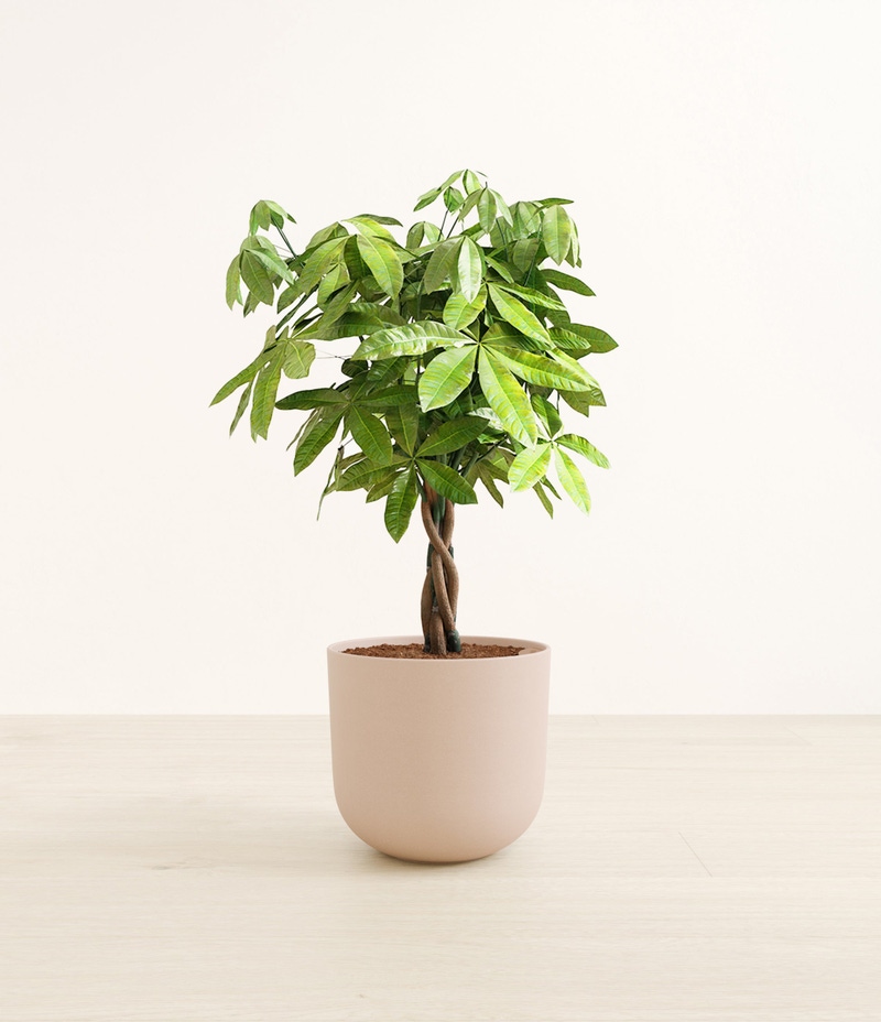 Large Money Tree in Self Watering Ceramic Potter