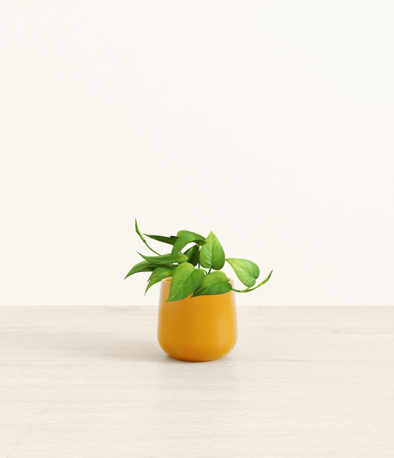 Small Jade Pothos in Self Watering Ceramic Potter