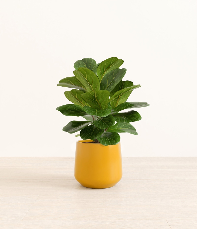 Medium Fiddle Leaf Fig in Self Watering Ceramic Potter