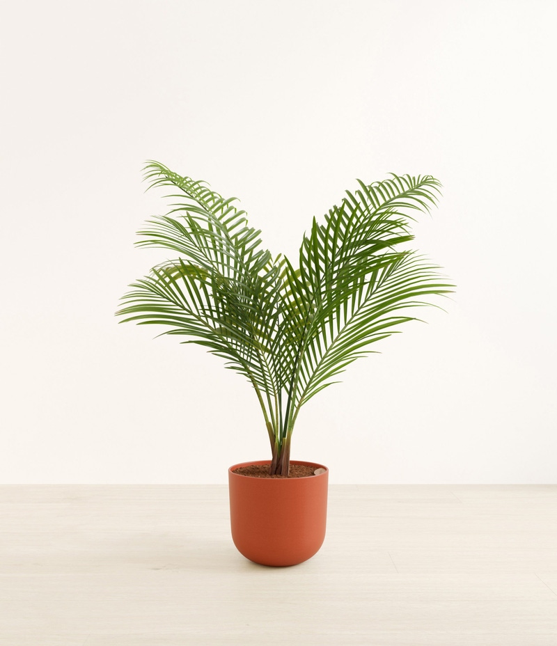 Huge Majesty Palm in Self Watering Ceramic Potter