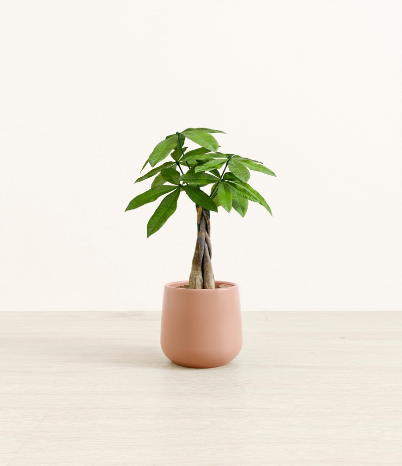 Small Money Tree in Self Watering Ceramic Potter
