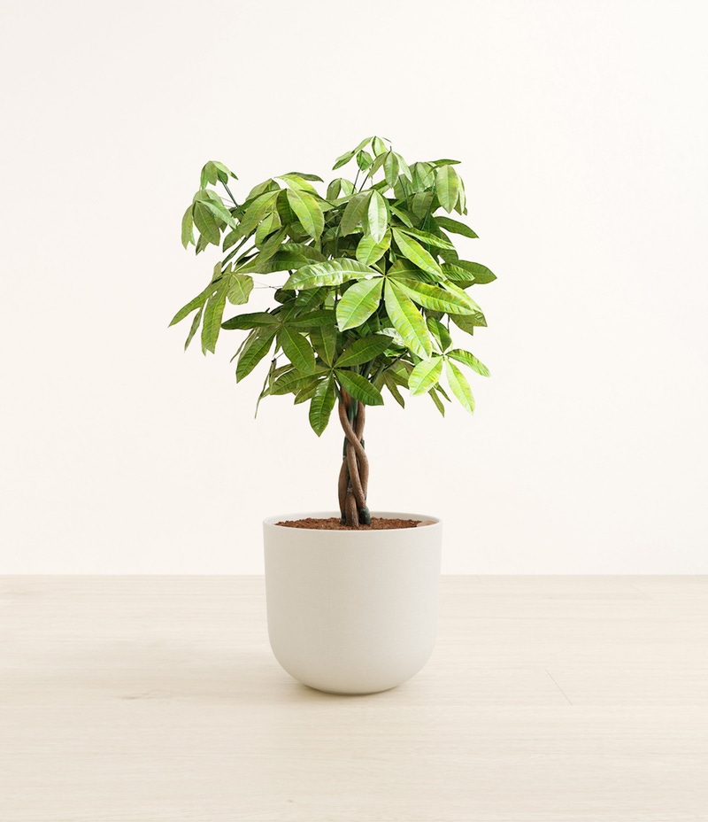 Large Money Tree in Self Watering Ceramic Potter