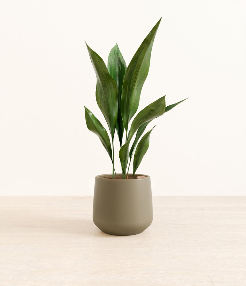 Medium Cast Iron Plant in Self Watering Ceramic Potter