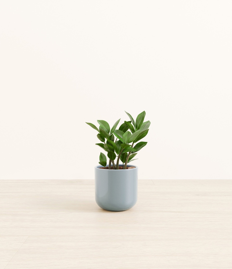 Small ZZ Plant in Self Watering Ceramic Potter