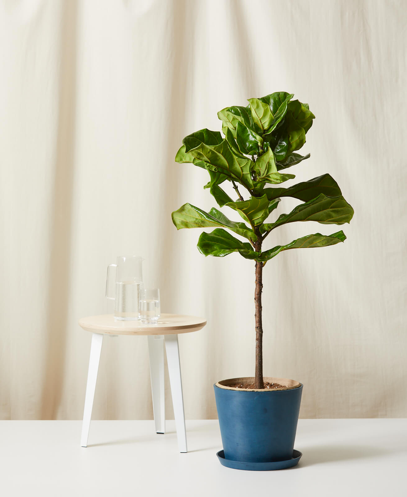 Fiddle Leaf Fig
