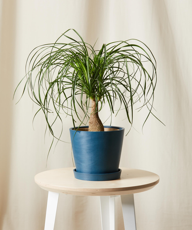 Ponytail Palm