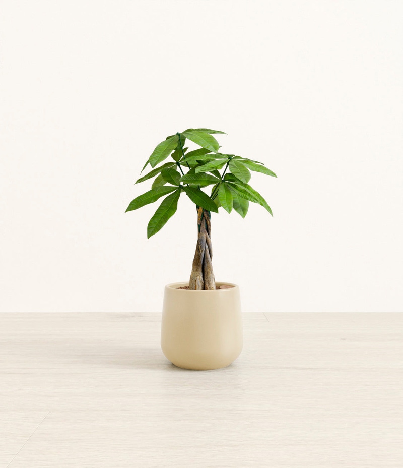 Small Money Tree in Self Watering Ceramic Potter