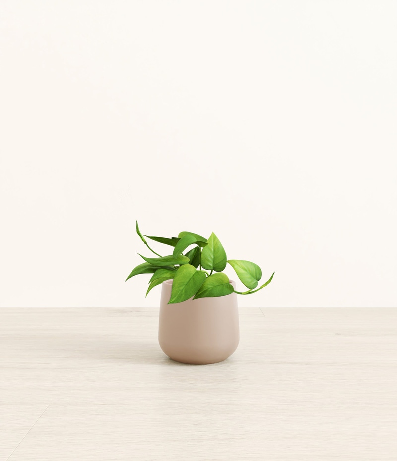 Small Jade Pothos in Self Watering Ceramic Potter