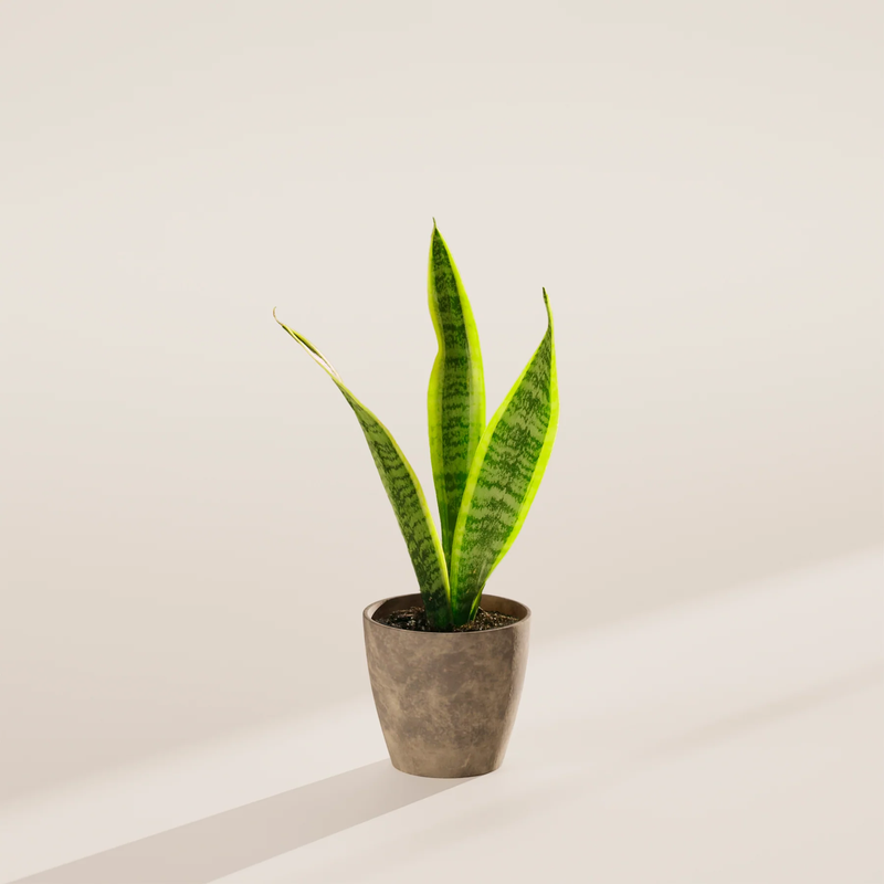 Small Snake Plant with Eco Pot