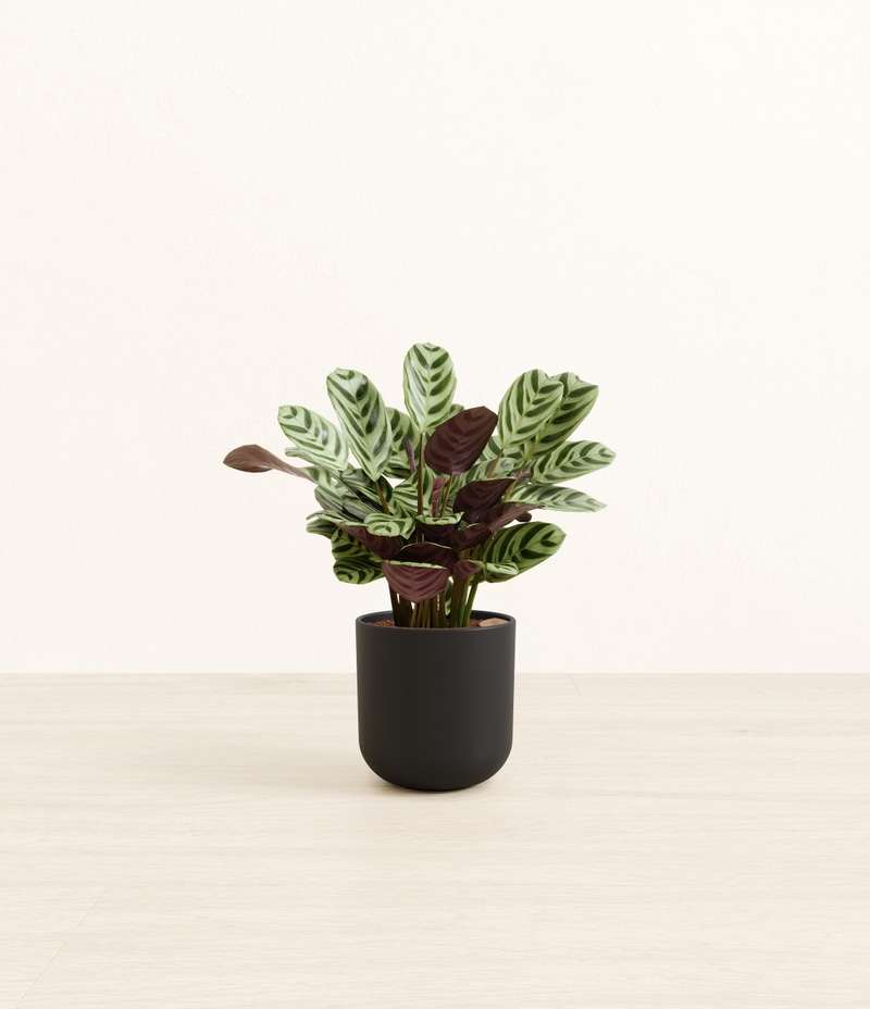 Small Marxii Calathea in Self Watering Potter