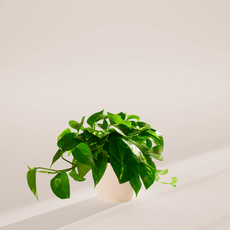 Medium Golden Pothos Plant with Eco Pot