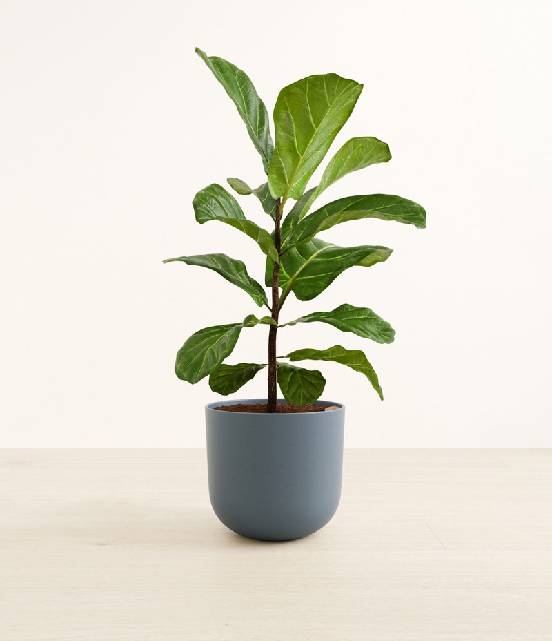 Large Fiddle Leaf Fig in Self Watering Ceramic Potter