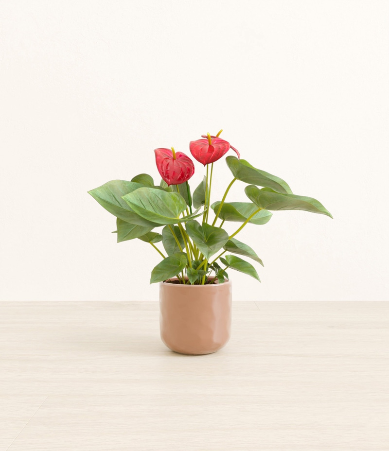 Small Anthurium Red in Self Watering Ceramic Potter