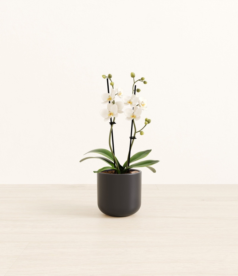 Small Zurich White Orchid in Self Watering Ceramic Potter