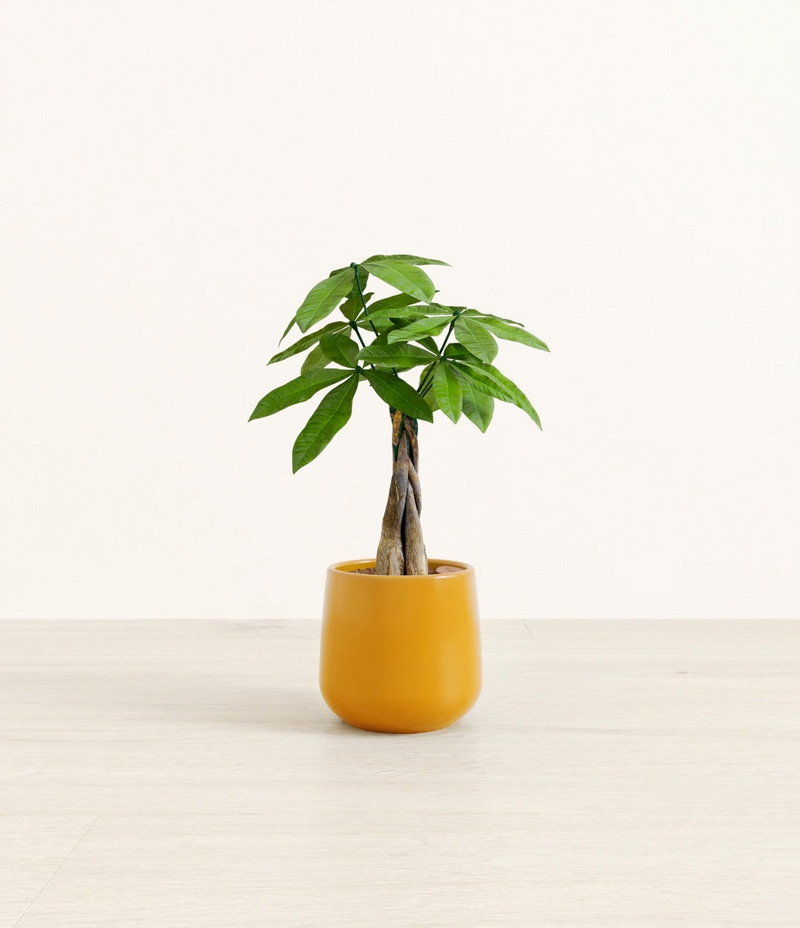 Small Money Tree in Self Watering Ceramic Potter