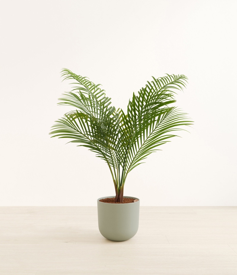 Huge Majesty Palm in Self Watering Ceramic Potter