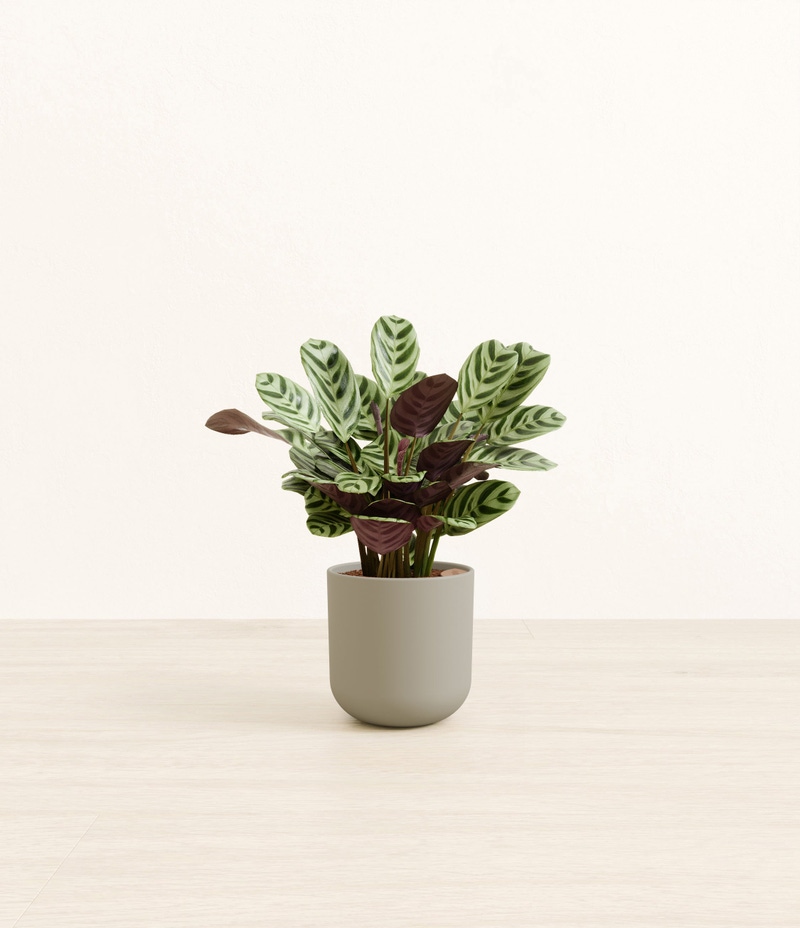 Small Marxii Calathea in Self Watering Potter