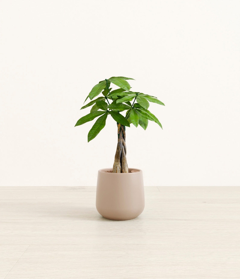 Small Money Tree in Self Watering Ceramic Potter