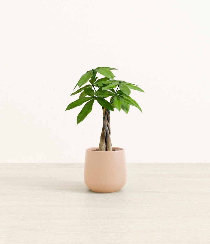 Small Money Tree in Self Watering Ceramic Potter