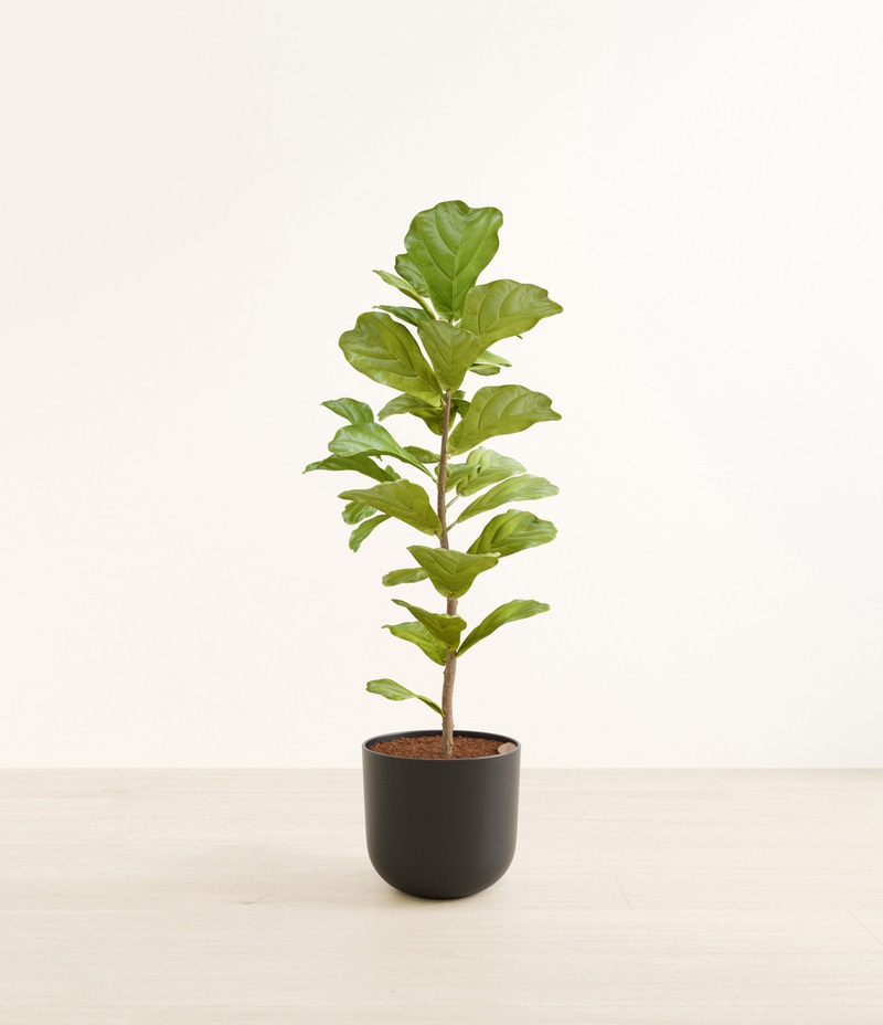 Huge Fiddle Leaf Fig in Self Watering Ceramic Potter