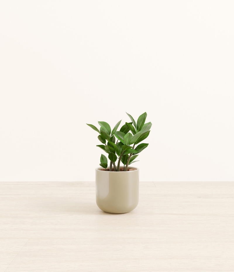 Small ZZ Plant in Self Watering Ceramic Potter