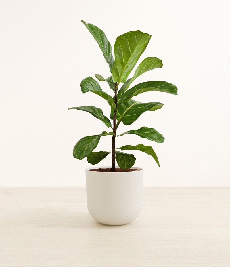 Large Fiddle Leaf Fig in Self Watering Ceramic Potter