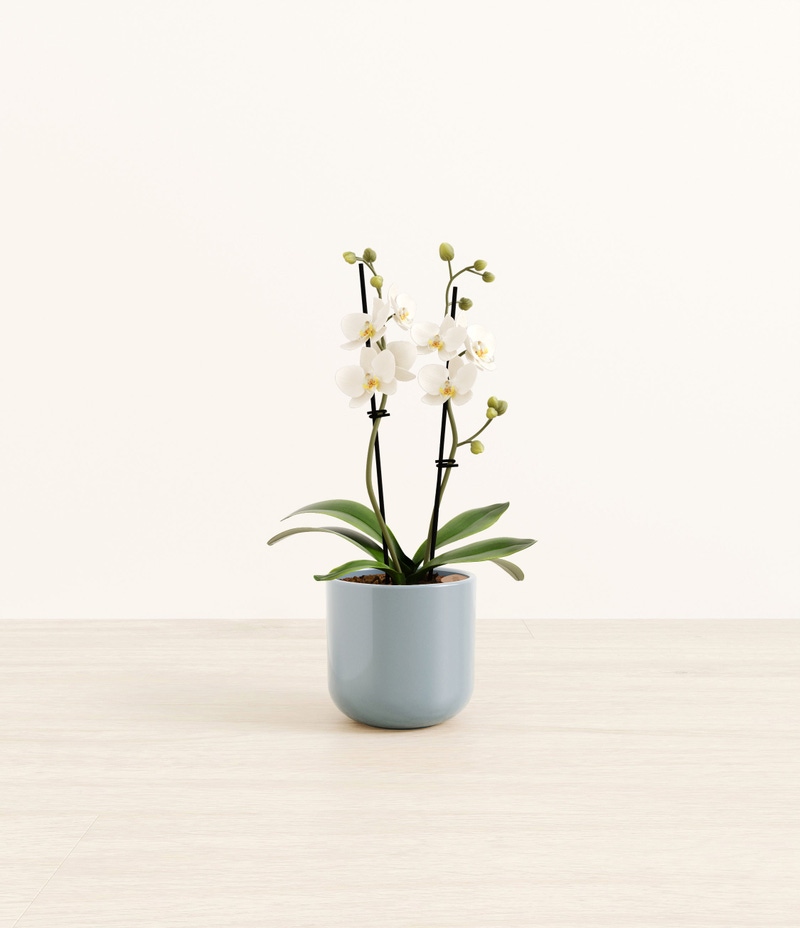 Small Zurich White Orchid in Self Watering Ceramic Potter