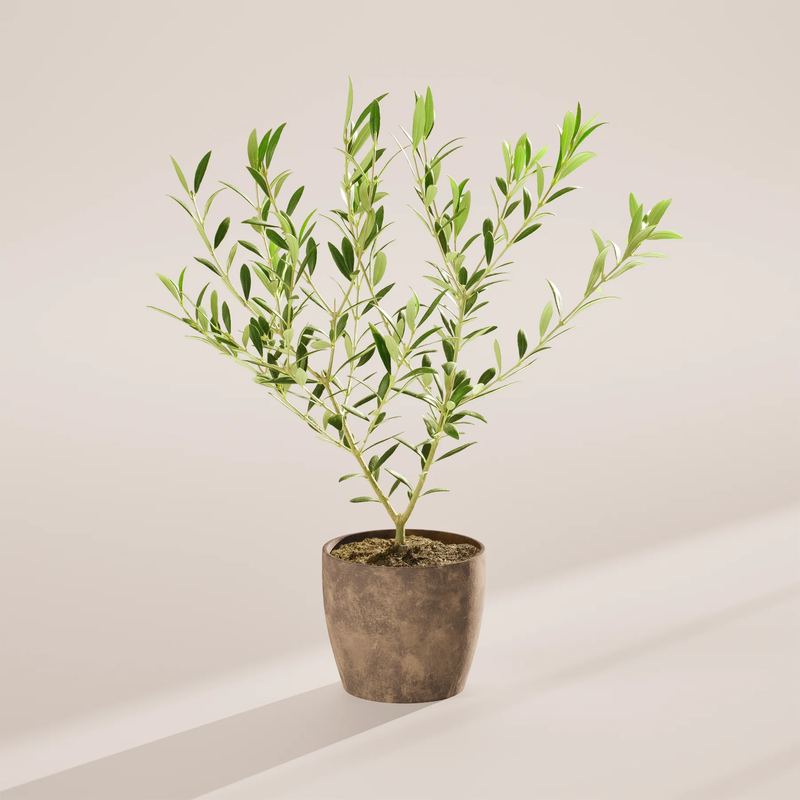 Medium Indoor Olive Tree with Eco Pot