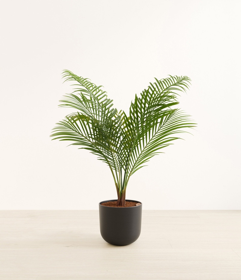 Huge Majesty Palm in Self Watering Ceramic Potter