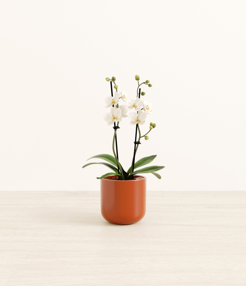 Small Zurich White Orchid in Self Watering Ceramic Potter