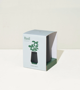 Basil