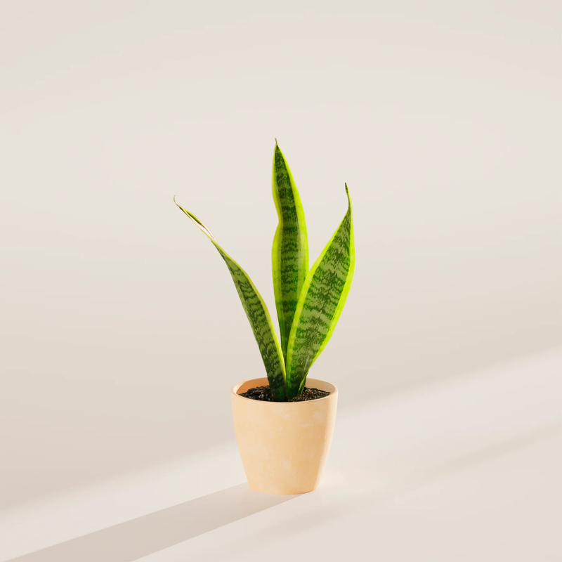 Small Snake Plant with Eco Pot