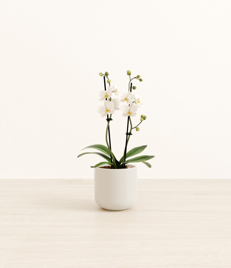 Small Zurich White Orchid in Self Watering Ceramic Potter