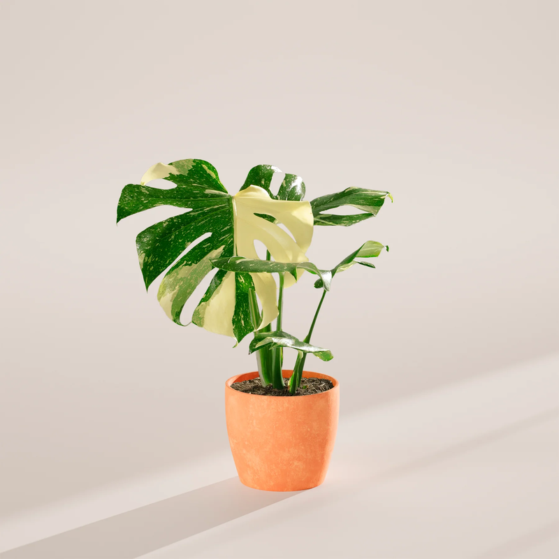 Medium Monstera Thai Constellation with Eco Pot