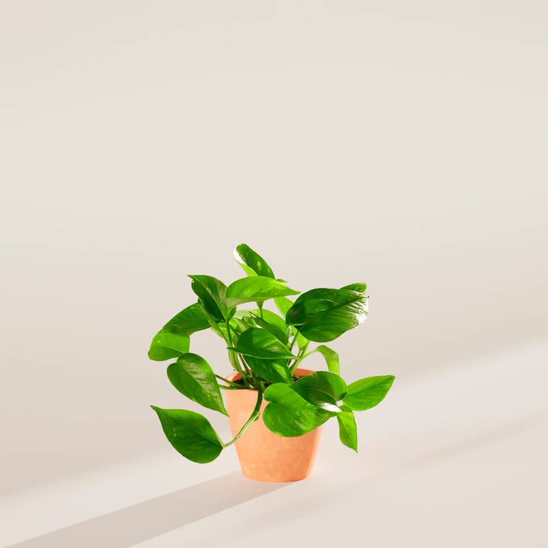 Small Golden Pothos Plant with Eco Pot