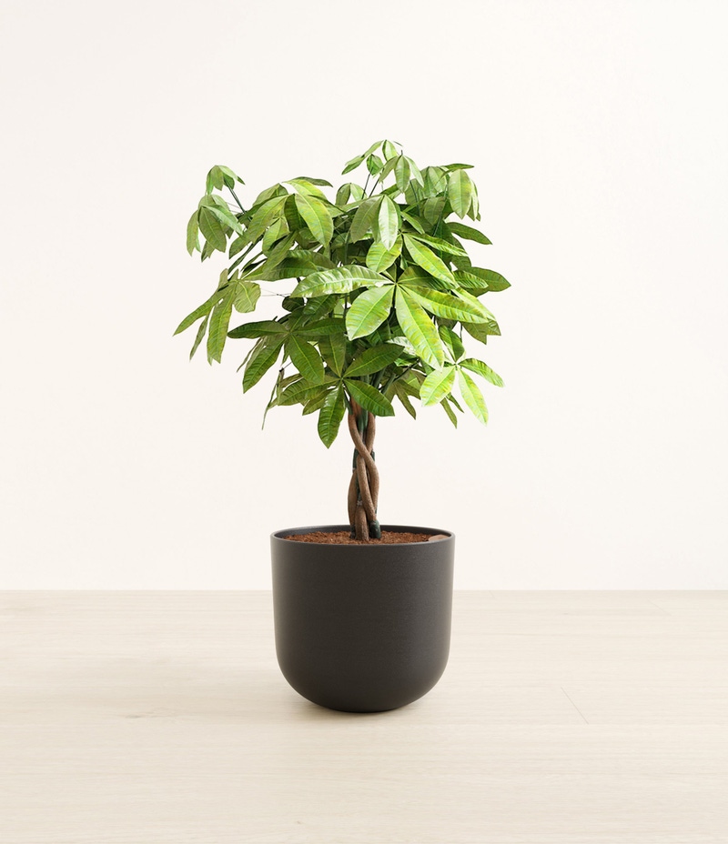 Large Money Tree in Self Watering Ceramic Potter
