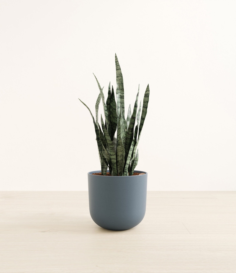Large Snake Plant in Self Watering Ceramic Potter