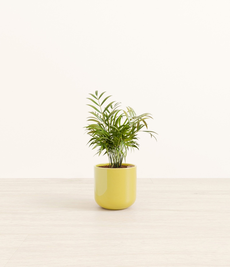 Small Parlor Palm in Self Watering Ceramic Potter