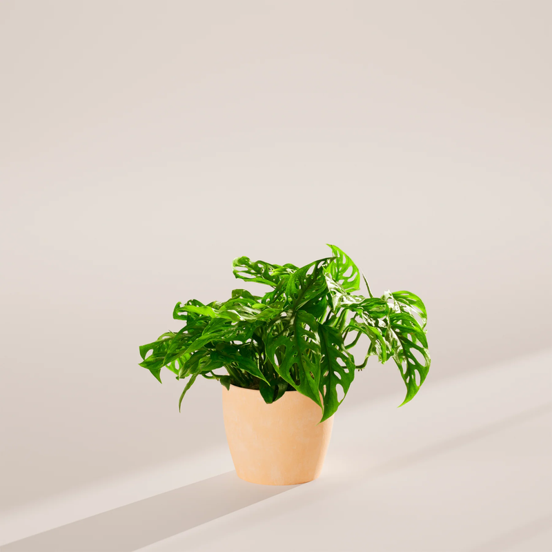 Medium Swiss Cheese Plant with Eco Pot