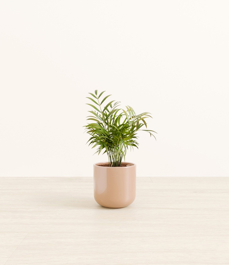 Small Parlor Palm in Self Watering Ceramic Potter